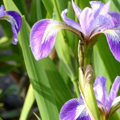 DIS : Anglo Aquatics Iris Versicolor 9Cm - 3 Pack
