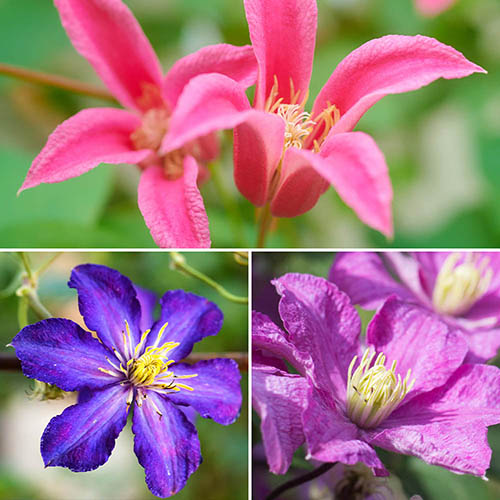 Late Season Flowering Clematis Collection 9cm x 3