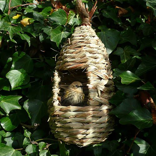Tall Willow Nest Pocket