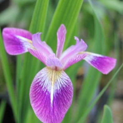 Anglo Aquatics Iris Versicolor 'Kermesina' 1 Litre 3 Pack
