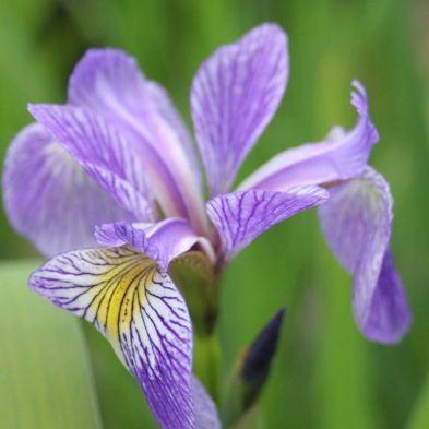Anglo Aquatics Iris Sibirica 1 Litre
