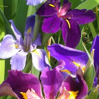 Anglo Aquatics Iris Louisiana Mixed 3 Litre