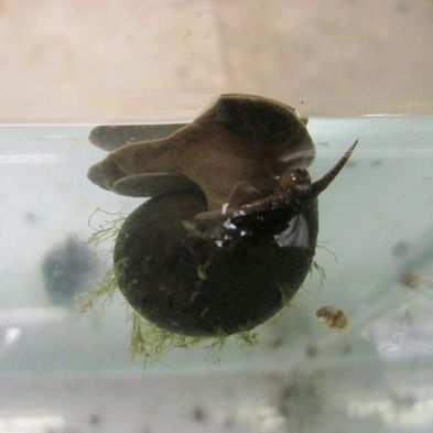 Anglo Aquatics Trapdoor Snails Viviparus Viviparus 5 Pack