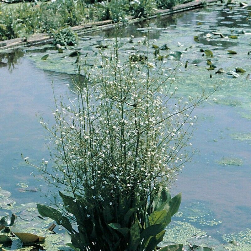 Anglo Aquatics Alisma Plantago Aquaticum 1 Litre