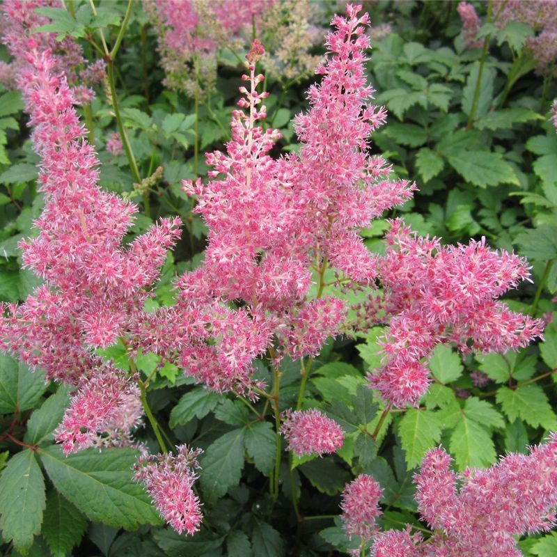 Anglo Aquatics Astilbe Pink 1 Litre 3 Pack