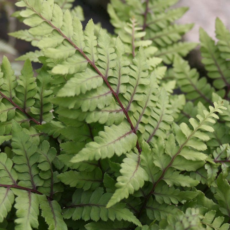 Anglo Aquatics Athyrium Otoph Okanum 9cm 3 Pack