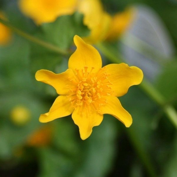 Anglo Aquatics Caltha Palustris 1 Litre