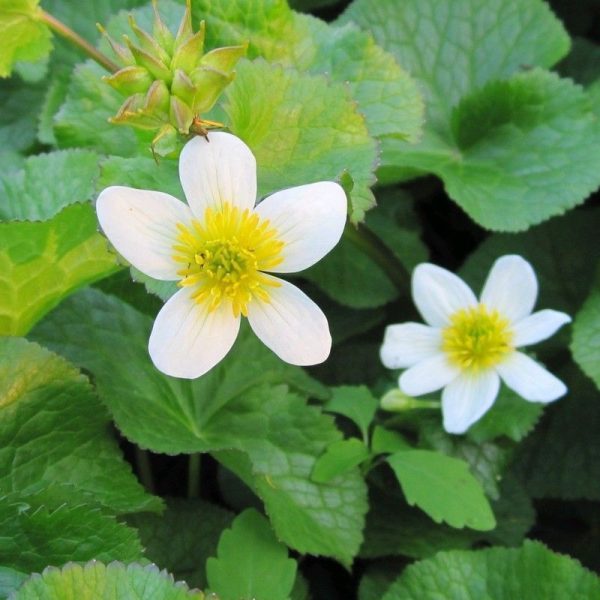 Anglo Aquatics Caltha Palustris Alba 1 Litre