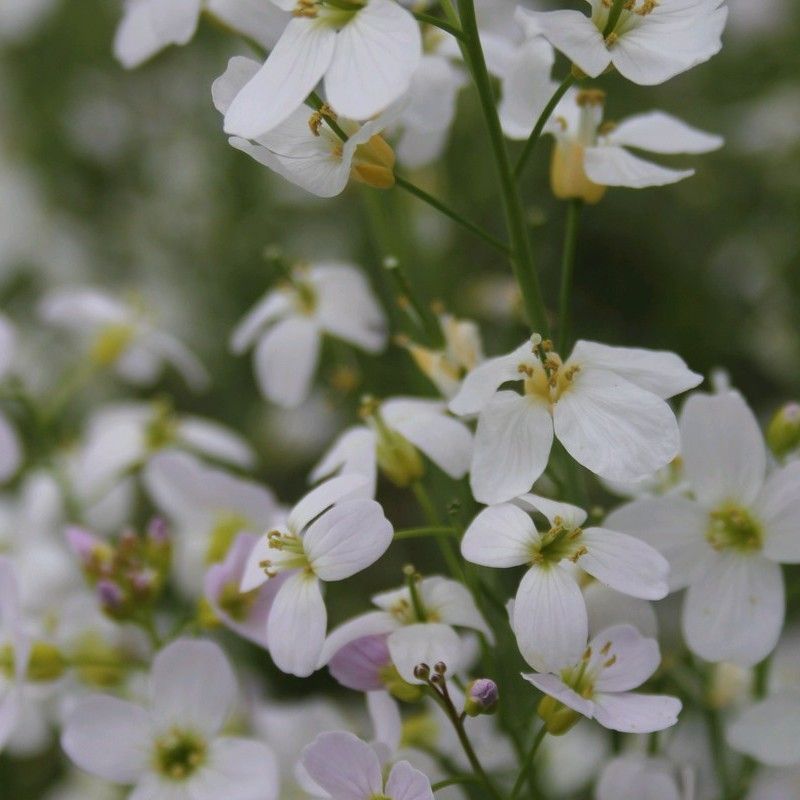 Anglo Aquatics Cardamine Pratensis 9cm 3 Pack