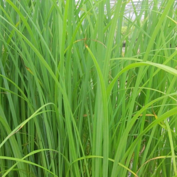 Anglo Aquatics Carex Acuta 1 Litre