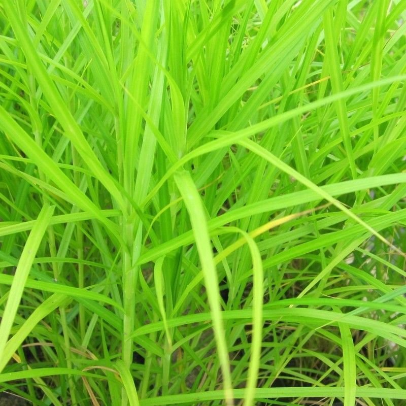 Anglo Aquatics Carex Muskingumensis 3 Litre