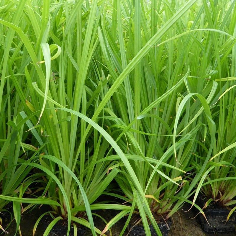 Anglo Aquatics Carex Pendula 1 Litre 3 Pack