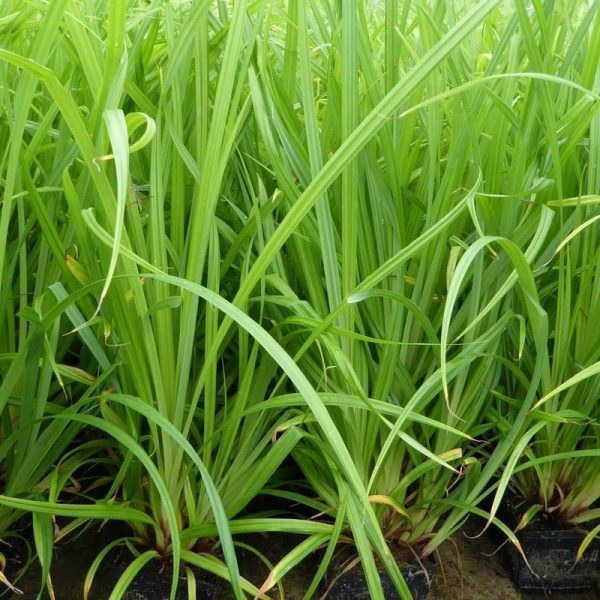 Anglo Aquatics Carex Pendula 1 Litre