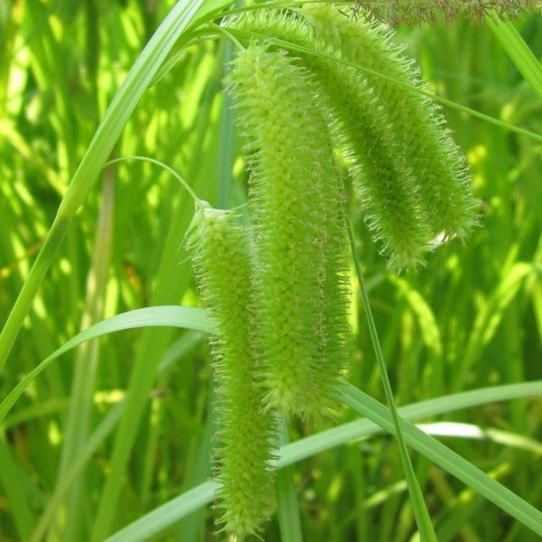 Anglo Aquatics Carex Pseudocyperus 1 Litre