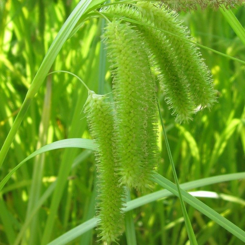 Anglo Aquatics Carex Pseudocyperus 5 Litre