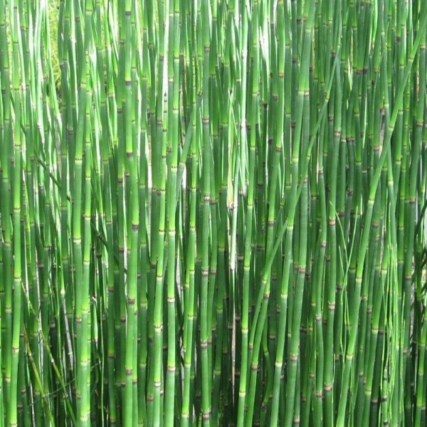 Anglo Aquatics Equisetum Hyemale 5 Litre