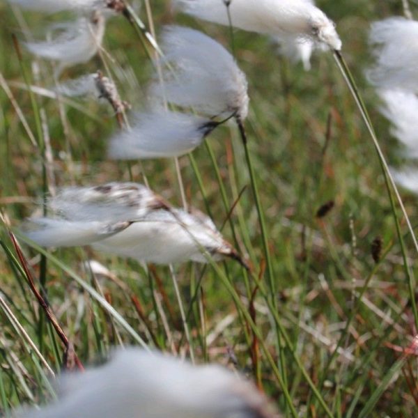 Anglo Aquatics Eriophorum Angustifolium 9cm 3 Pack