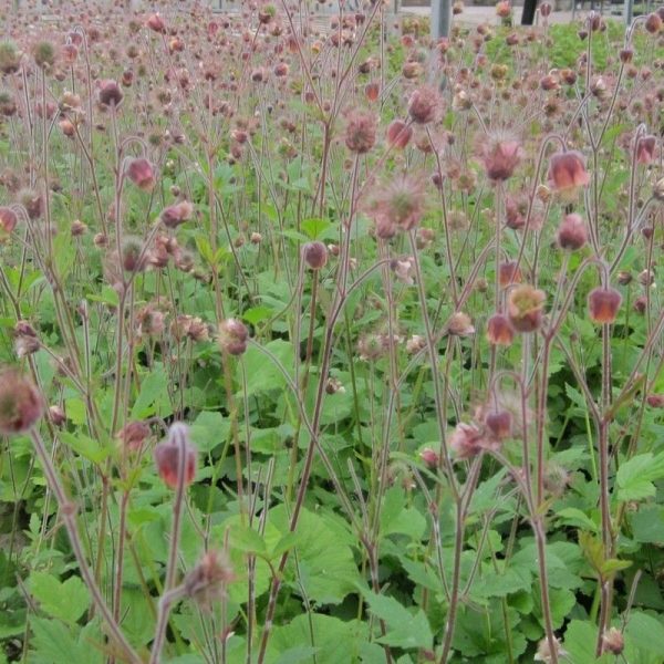 Anglo Aquatics Geum Rivale 1 Litre