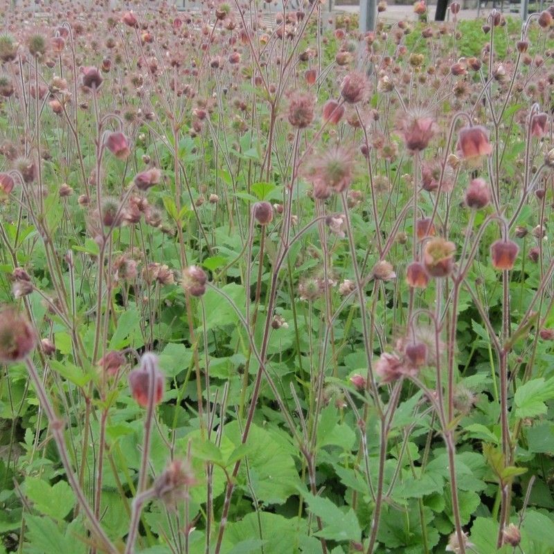 Anglo Aquatics Geum Rivale 9cm