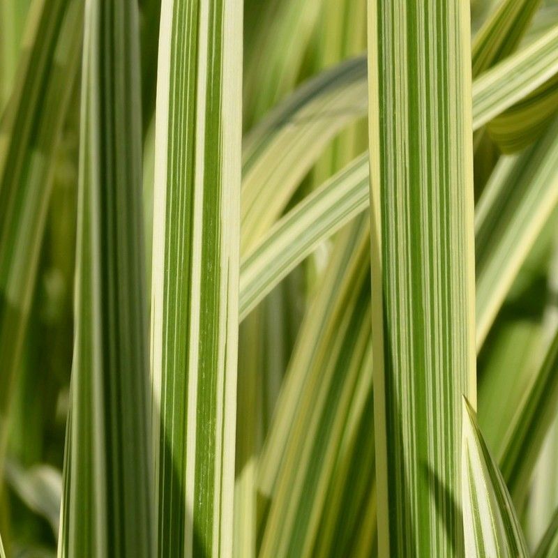 Anglo Aquatics Glyceria Maxima Variegata 9cm