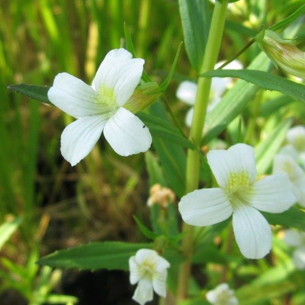 Anglo Aquatics Gratiola Officinalis 3 Litre