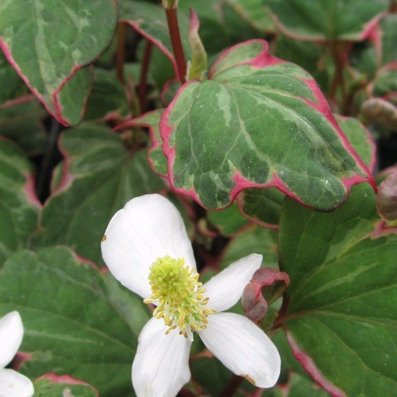 Anglo Aquatics Houttuynia Cordata 'Boo Boo' 9cm 3 Pack