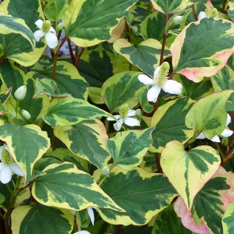 Anglo Aquatics Houttuynia Cordata 'Chameleon' 1 Litre 3 Pack