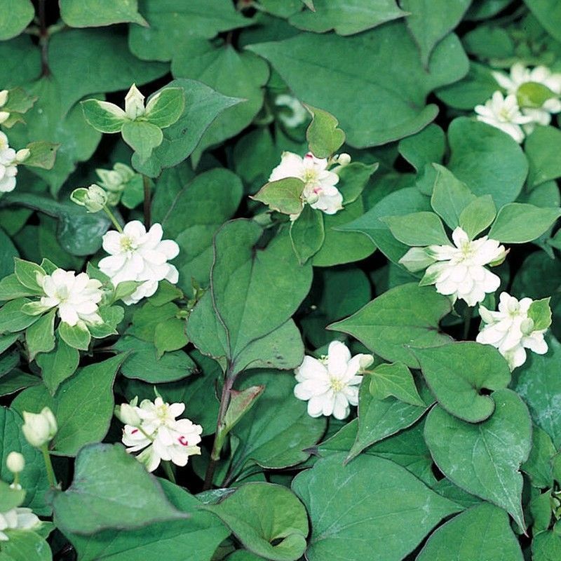 Anglo Aquatics Houttuynia Cordata 'Plena' 1 Litre 3 Pack