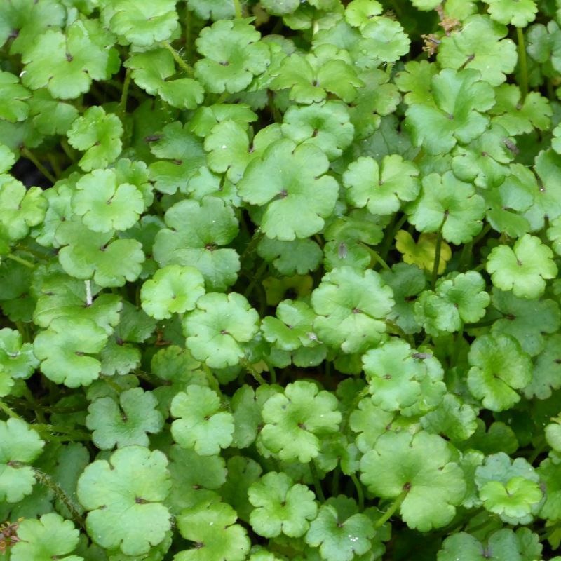 Anglo Aquatics Hydrocotyle Nova Zealand 9cm 3 Pack