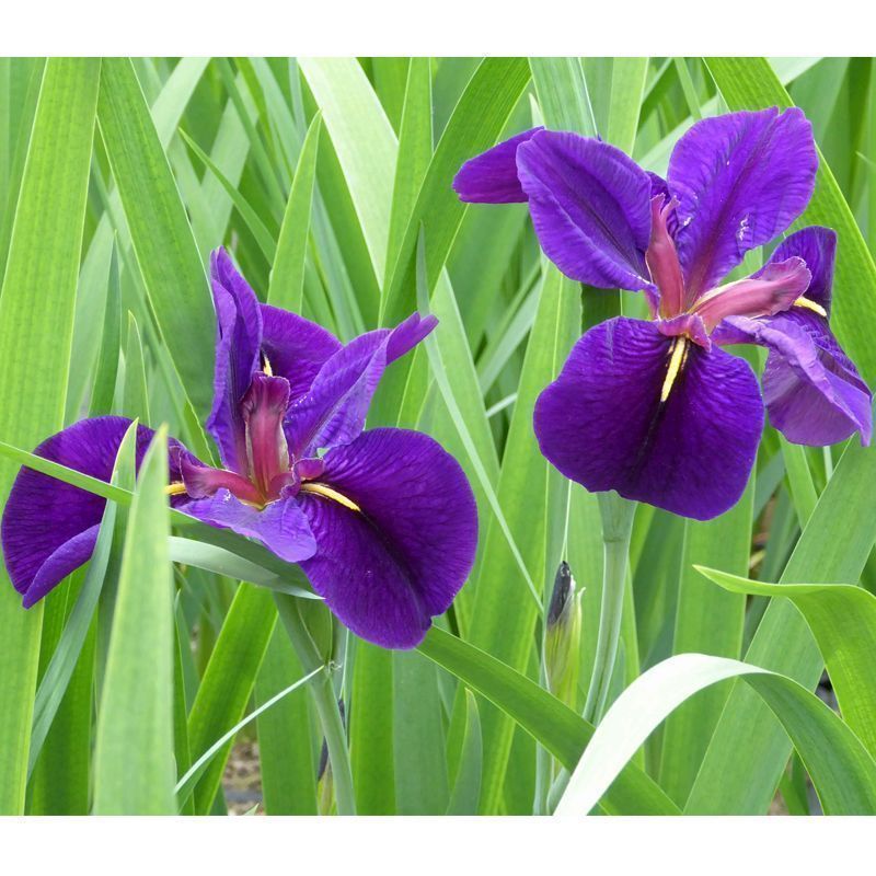 Anglo Aquatics Iris Louisiana 'Black Gamecock' 1 Litre