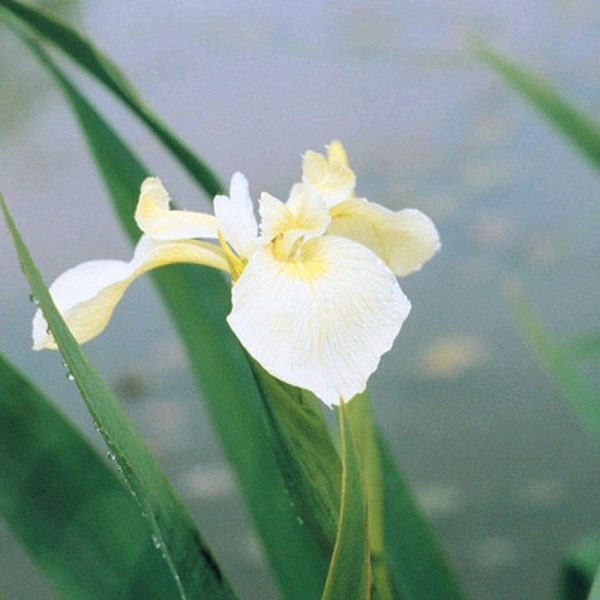 Anglo Aquatics Iris Pseudacorus Bastardii 1 Litre