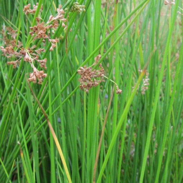 Anglo Aquatics Juncus Effusus 9cm 3 Pack