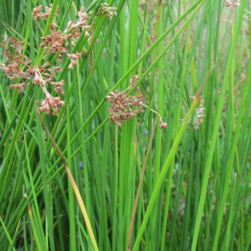 Anglo Aquatics Juncus Effusus 9cm