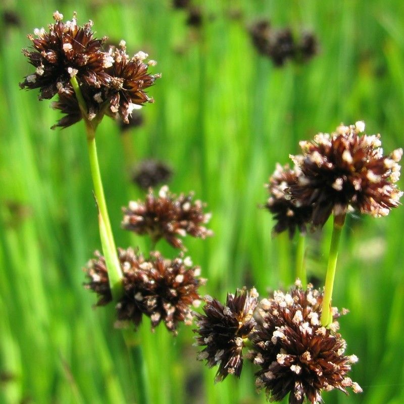 Anglo Aquatics Juncus Ensifolius 9cm