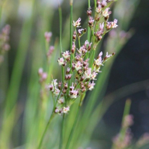 Anglo Aquatics Juncus Maritimus 1 Litre