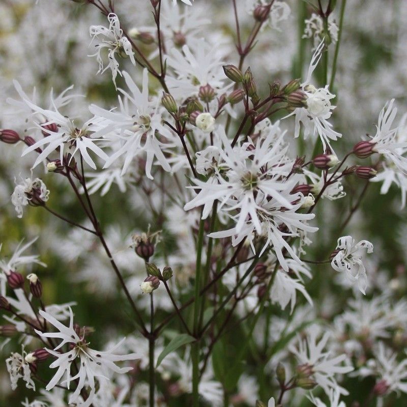 Anglo Aquatics Lychnis Flos-Cuculi 'White Robin' 3 Litre