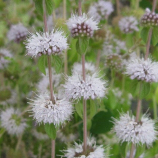 Anglo Aquatics Mentha Pulegium 9cm