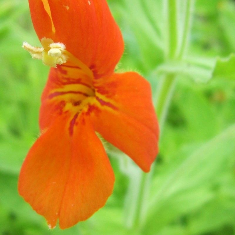 Anglo Aquatics Mimulus Cardinalis 3 Litre