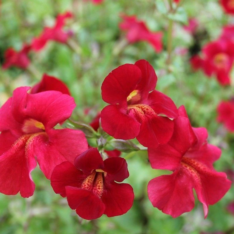 Anglo Aquatics Mimulus Cupreus 'Red Emperor' 3 Litre