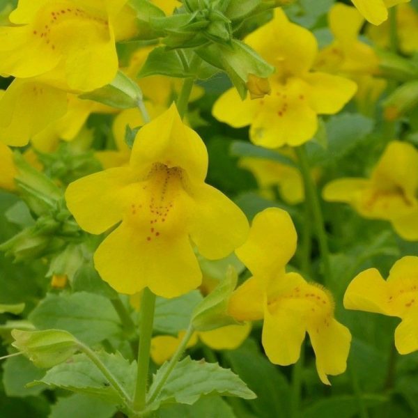 Anglo Aquatics Mimulus Guttatus 3 Litre