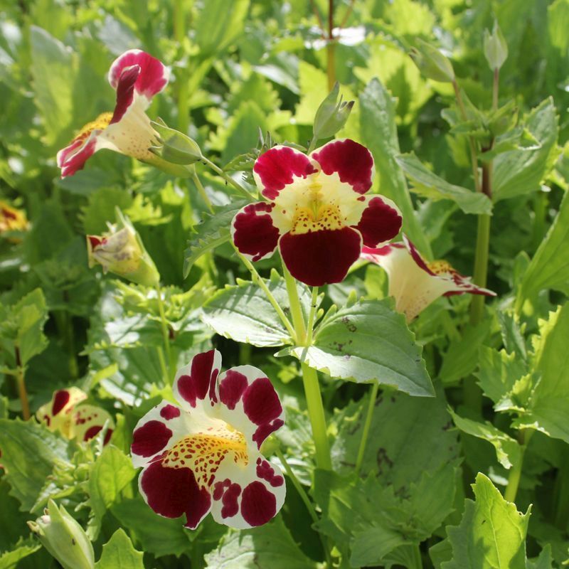 Anglo Aquatics Mimulus Luteus 'Queens Prize' 9cm