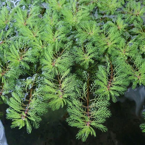 Anglo Aquatics Myriophyllum Brasiliensis Red Stem 9cm 3 Pack