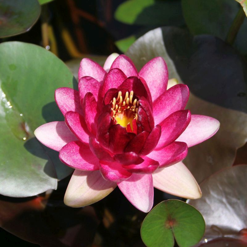 Anglo Aquatics Nymphaea Almost Black 10 Litre