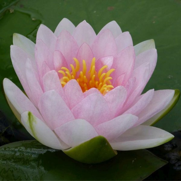 Anglo Aquatics Nymphaea Madame Wilfron Gonnere 30 Litre