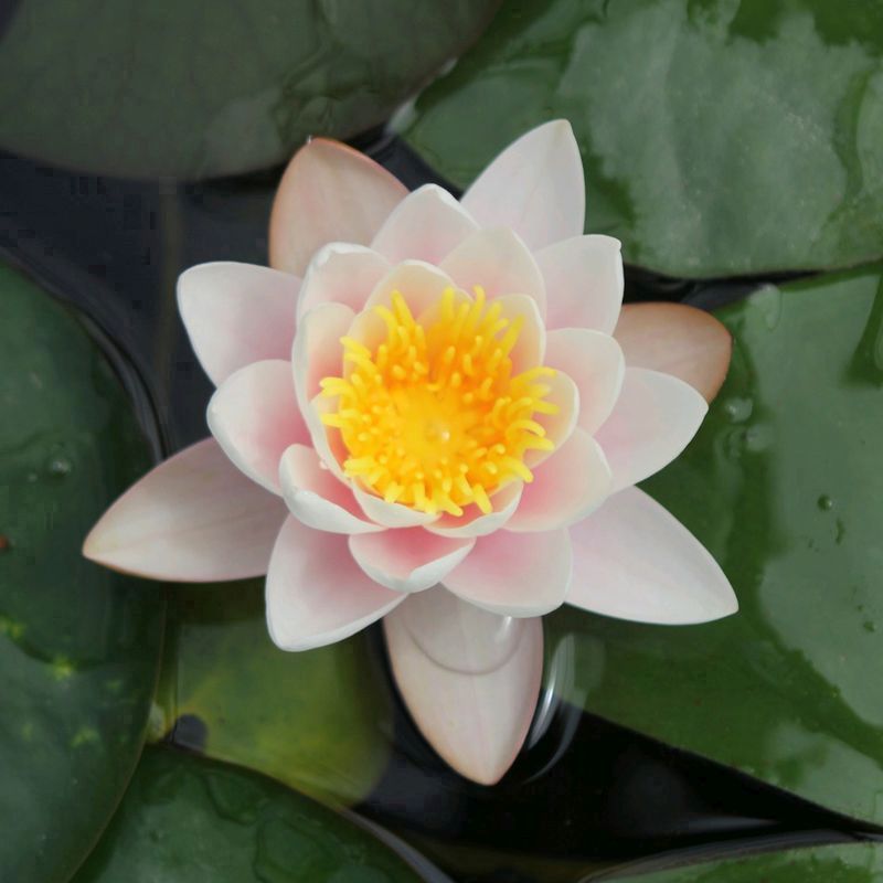 Anglo Aquatics Nymphaea Marliacea Carnea 10 Litre