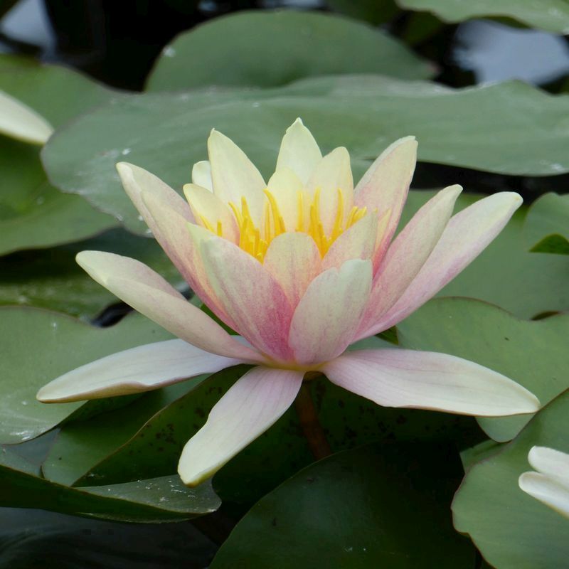 Anglo Aquatics Nymphaea Paul Hariot 3 Litre