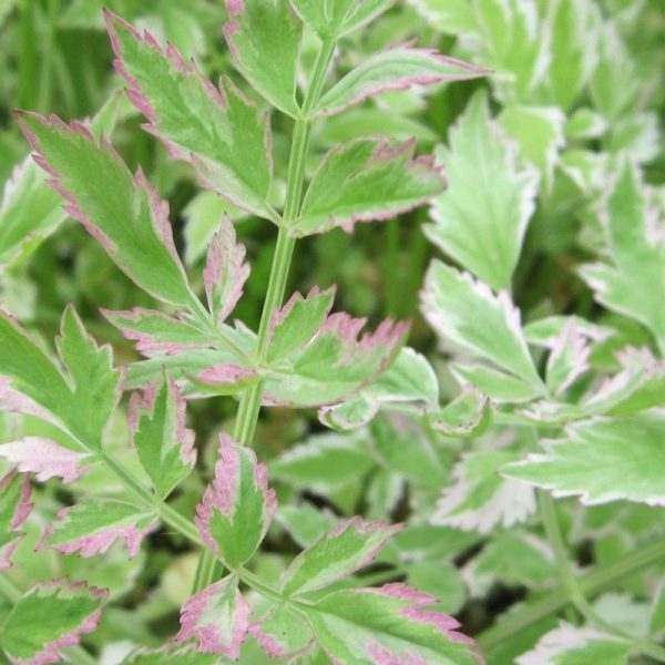 Anglo Aquatics Oenanthe Javanica 'Flamingo' 1 Litre