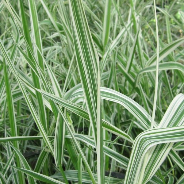 Anglo Aquatics Phalaris Arundinacea Var Picta 3 Litre