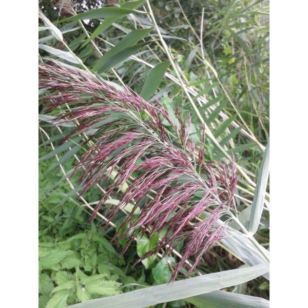 Anglo Aquatics Phragmites Australis 9cm 3 Pack