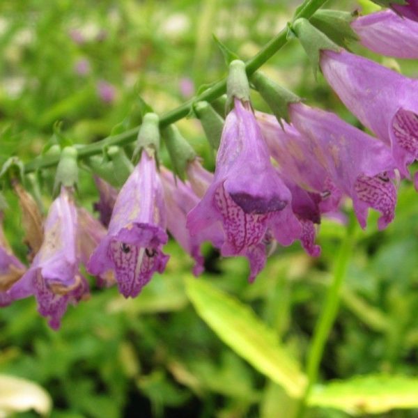 Anglo Aquatics Physostegia Virginiana 1 Litre